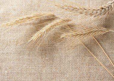 Wheat ears border on burlap background clipart