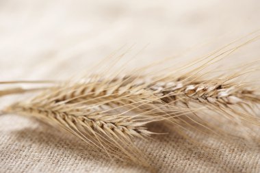 Wheat clipart