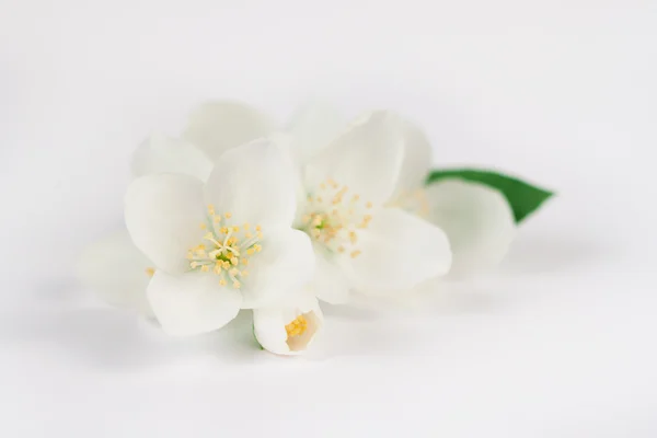 Jasmijnbloemen — Stockfoto