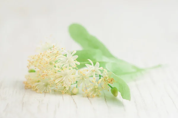 シナノキの花 — ストック写真