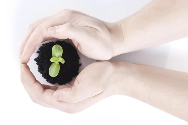 Sprout in hands — Stock Photo, Image