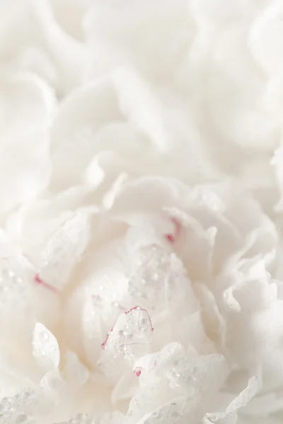 White peony flower — Stock Photo, Image