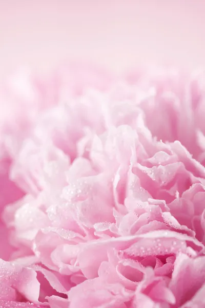 Flor de peónia rosa Imagem De Stock