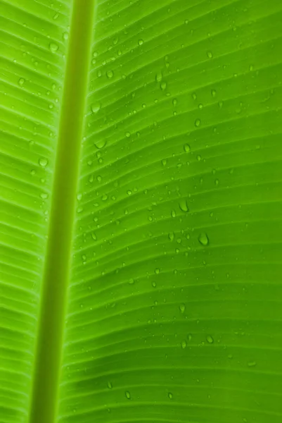 stock image Rain drops on a banana leaf