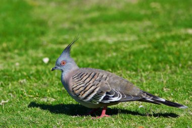 Tepeli güvercin (Ocyphaps Iophotes) - Avustralya kuş