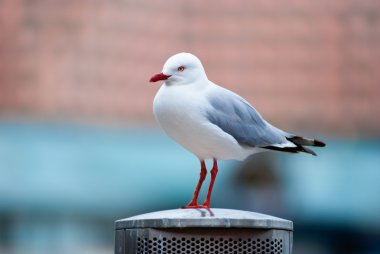 Seagull standing on a metal pole clipart