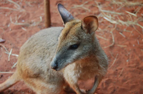 Australian Kangaroo — Stock Photo, Image