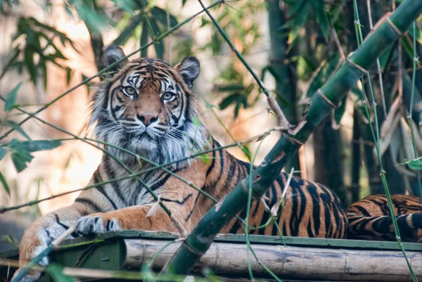 Tygrys patrzy — Zdjęcie stockowe