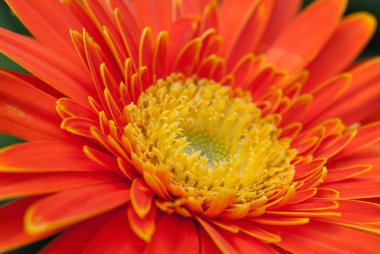 gerbera turuncu yakın çekim