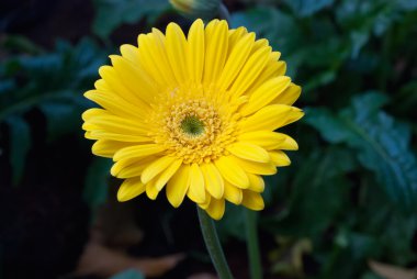 Sarı gerbera yakın çekim