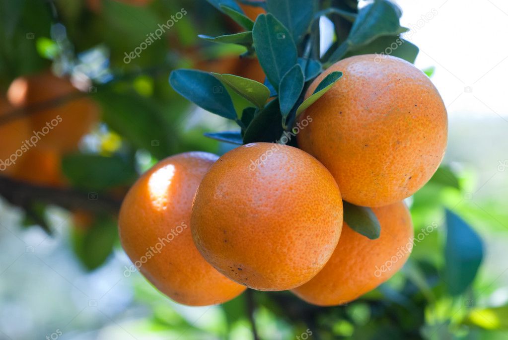 Fresh Oranges Stock Photo by ©antsyd 6126005