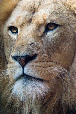 Portrait of a lion king clipart