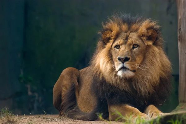 Porträt eines König der Löwen Stockbild