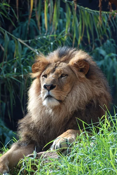Portret van een leeuwenkoning — Stockfoto