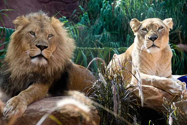 狮和母狮 — 图库照片