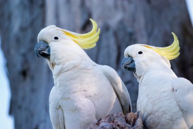 Cockatoos clipart