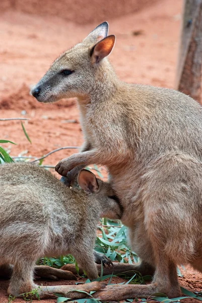 Mutter und Baby-Kängurus — Stockfoto