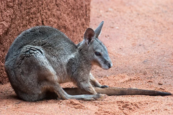 Australijski kangur — Zdjęcie stockowe