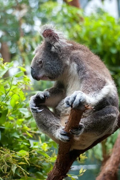 Avustralya koala — Stok fotoğraf