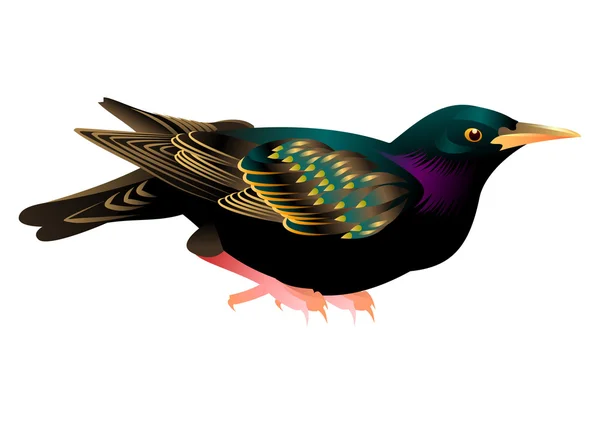 Hermoso pájaro — Archivo Imágenes Vectoriales