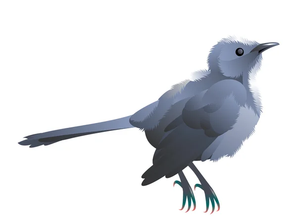 Uccellino grigio — Vettoriale Stock