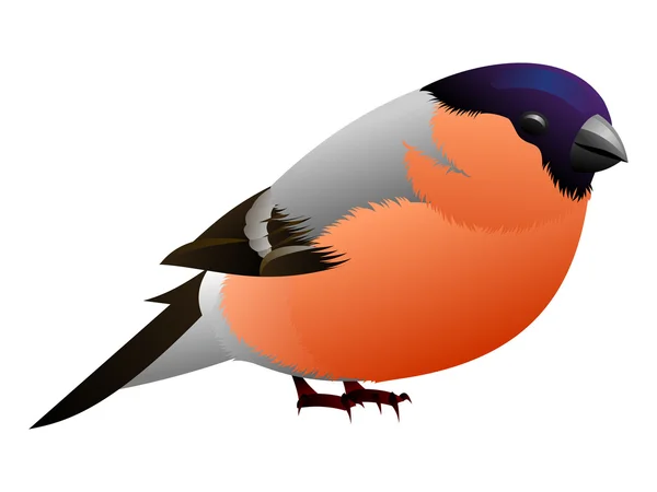脂肪のオレンジ色の鳥 — ストックベクタ