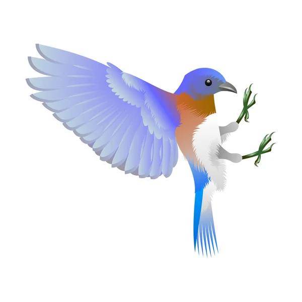 Pássaro azul com peito branco — Vetor de Stock