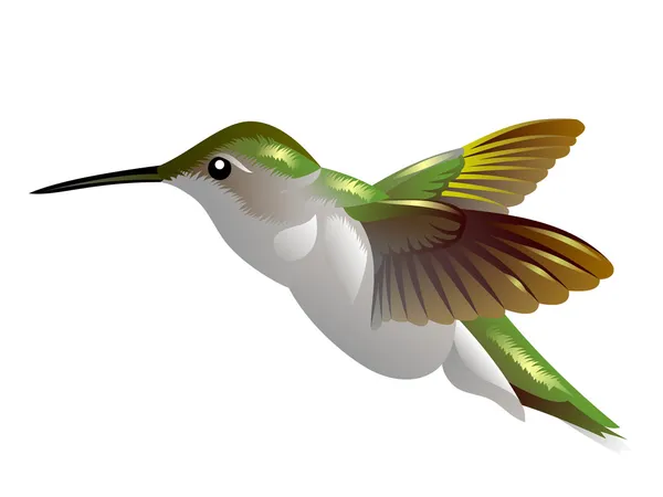 Летучая жужжащая птица — стоковый вектор