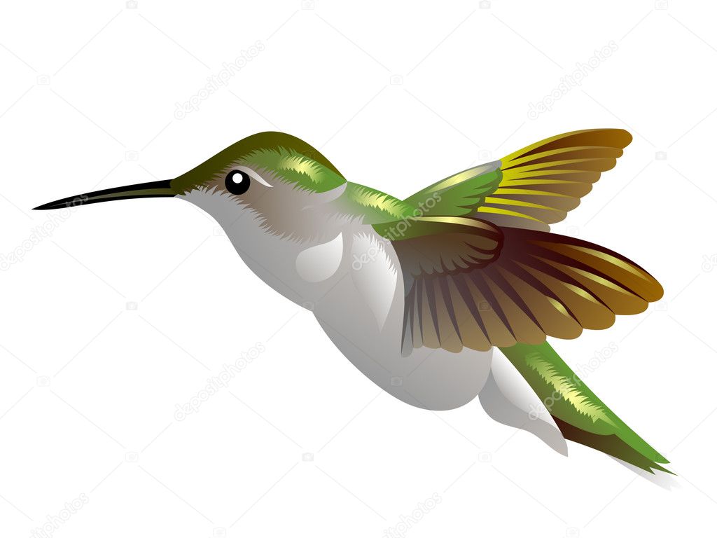 Flying humming bird