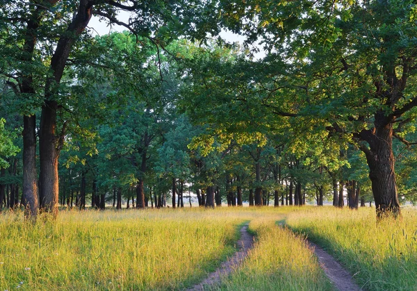 stock image Oak grove