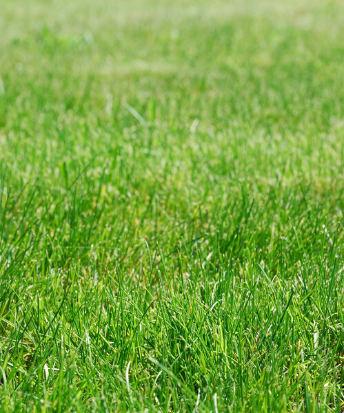 Close-up of a green grass