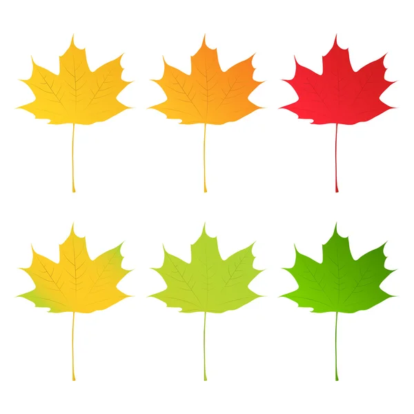 Vector Maple Leaves — Stock Vector