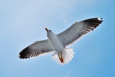 Seagull clipart