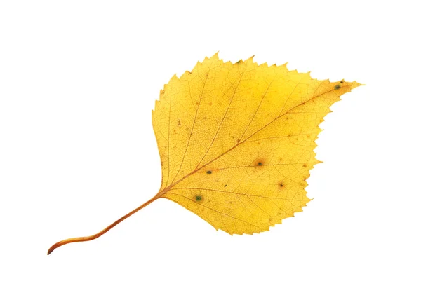 Yellow birch leaf — Stock Photo, Image