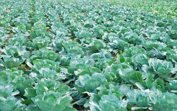 stock image Cabbage field