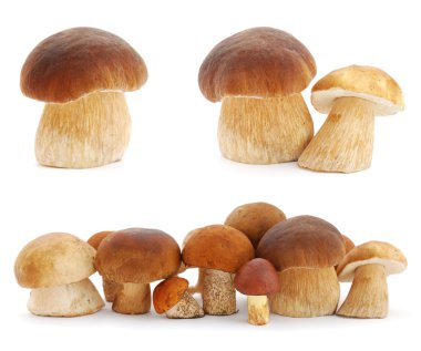 Mushrooms clipart