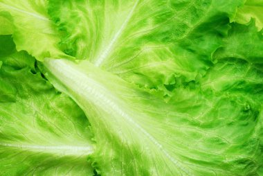 Lettuce background clipart