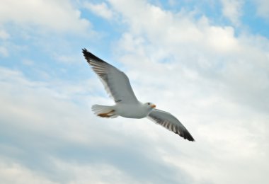 Seagull clipart