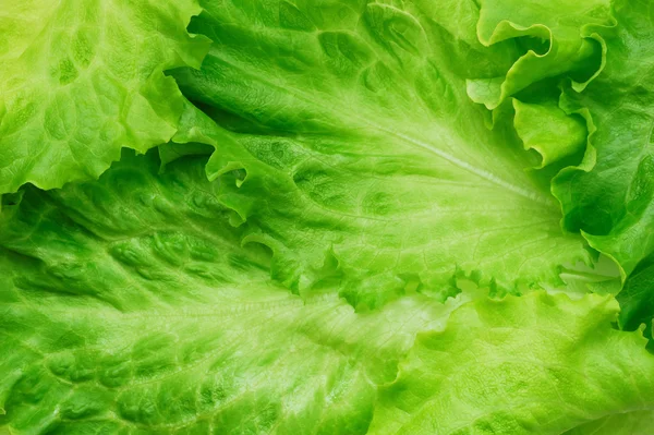 Lettuce background — Stock Photo, Image