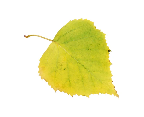 Autumn birch leaf — Stock Photo, Image