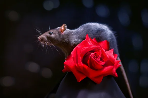 Rat et rose — Photo