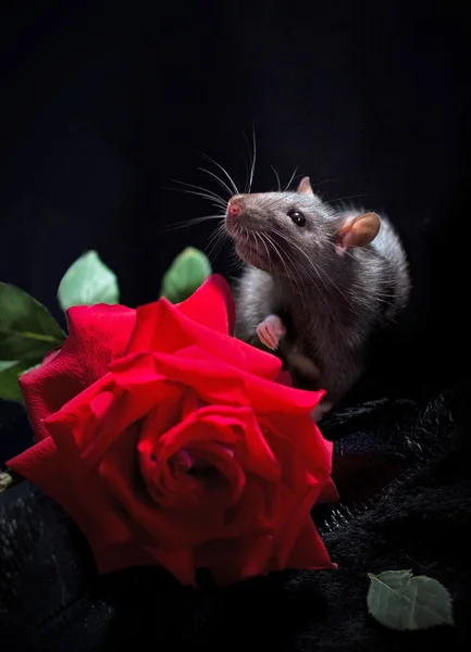 Крыса и роза — стоковое фото