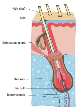 Human hair structure anatomy illustration clipart