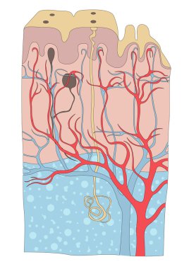 Human skin anatomy illustration clipart