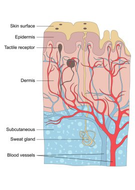 Human skin anatomy illustration clipart