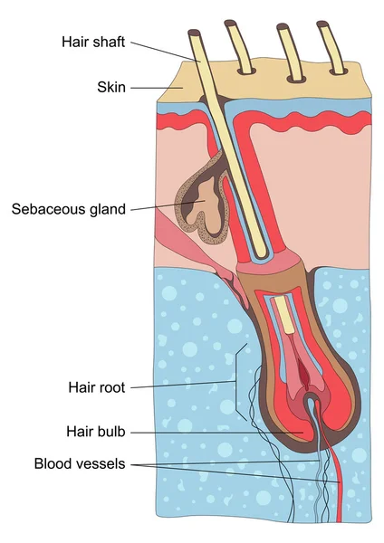 Ilustração da anatomia da estrutura do cabelo humano — Vetor de Stock