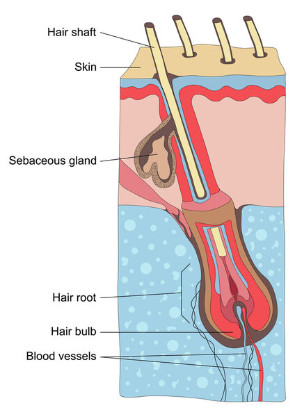 Human hair structure anatomy illustration