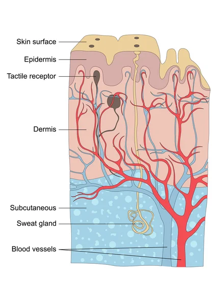 Illustrazione anatomia della pelle umana — Vettoriale Stock
