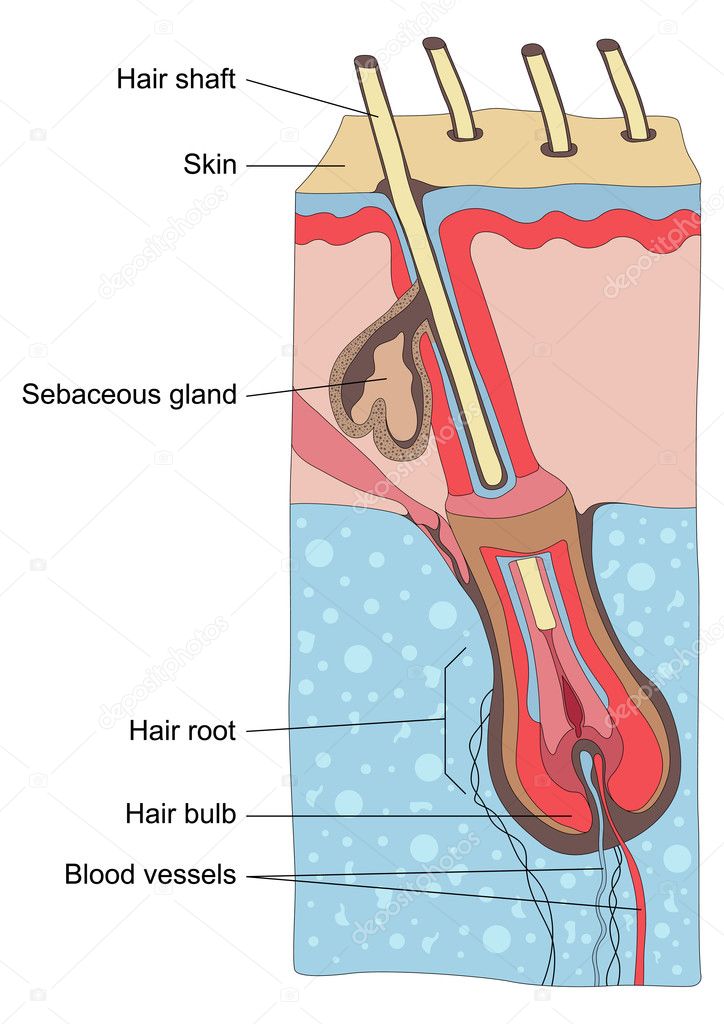 Human hair structure anatomy illustration