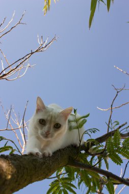 ağaç üzerinde beyaz kedi